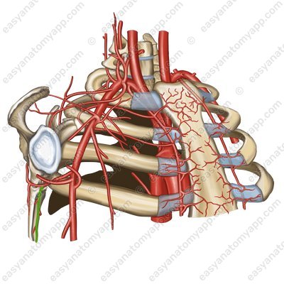 Thoracodorsal artery (arteria thoracodorsalis)